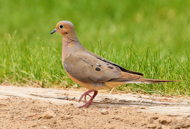 Mourning Dove (3477)