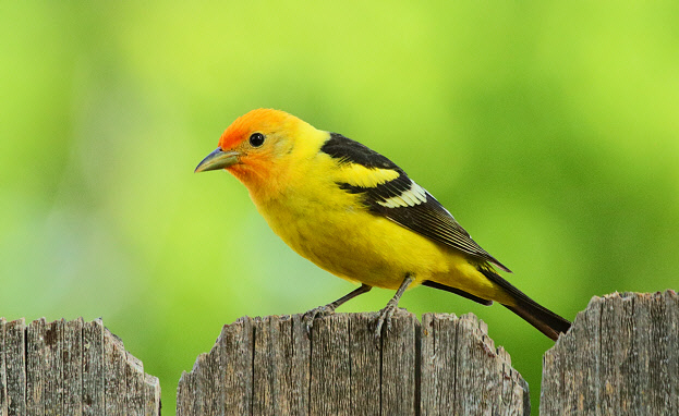 Western Tanager (6515)