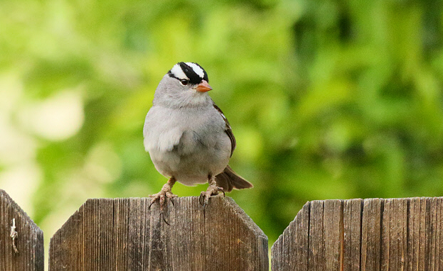 White-crowned Sparrow (Dark-lored) (6877)