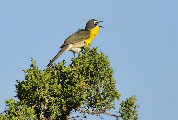 Yellow-breasted Chat (5826)