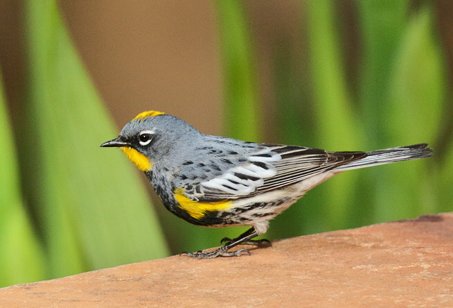 Yellow-rumped Warbler (Audubon Male) (3782)