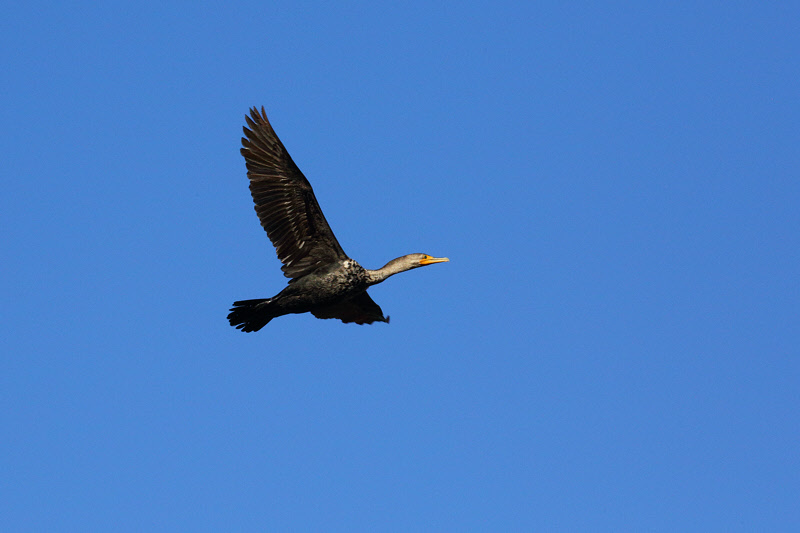 Double-crested Cormorant (9181)