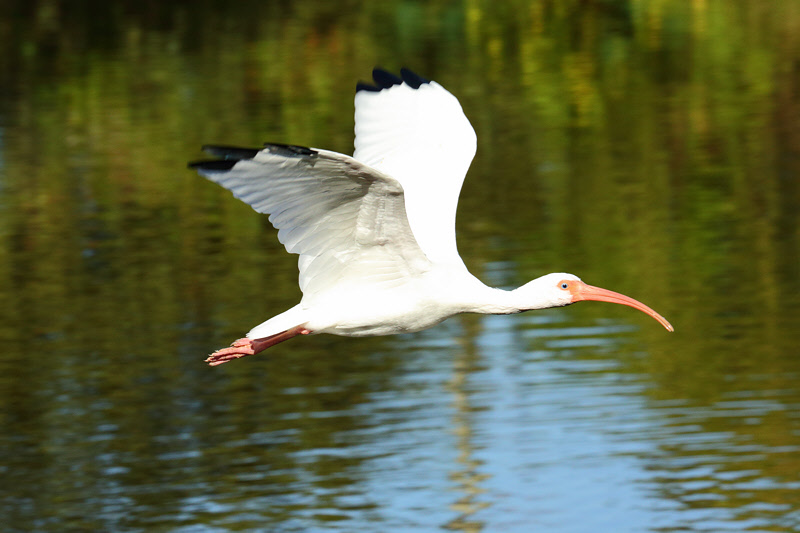 White Ibis (9190)