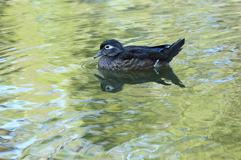 Wood Duck (Female) (9197)