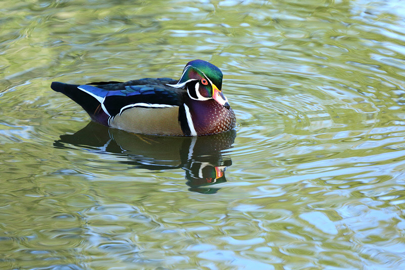 Wood Duck (Male) (9211)