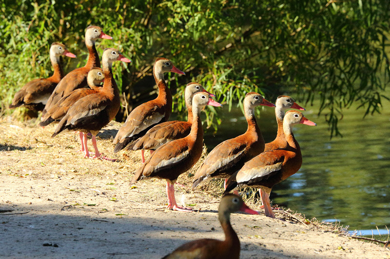 Black-bellied Whistling Ducks (9236)