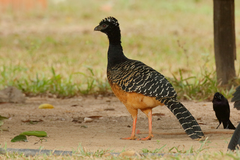 Bare-faced Currasow (Female) (6516)