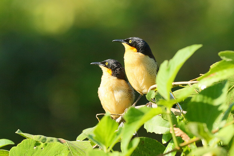 Black-capped Donacobius (0428)