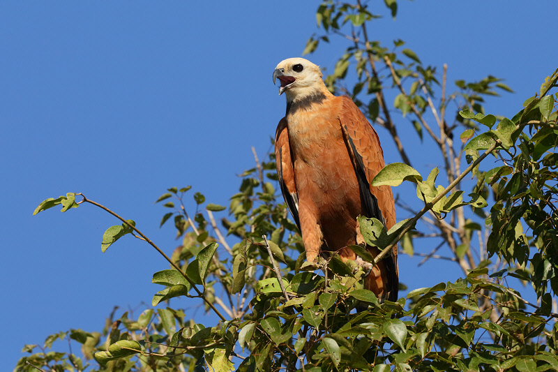 Black-collared Hawk (0671)