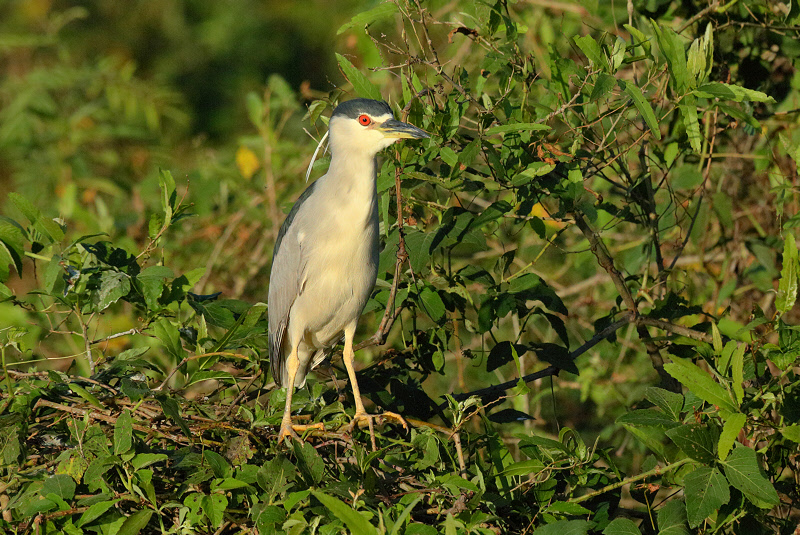 Black-crowned Night Heron (7063)