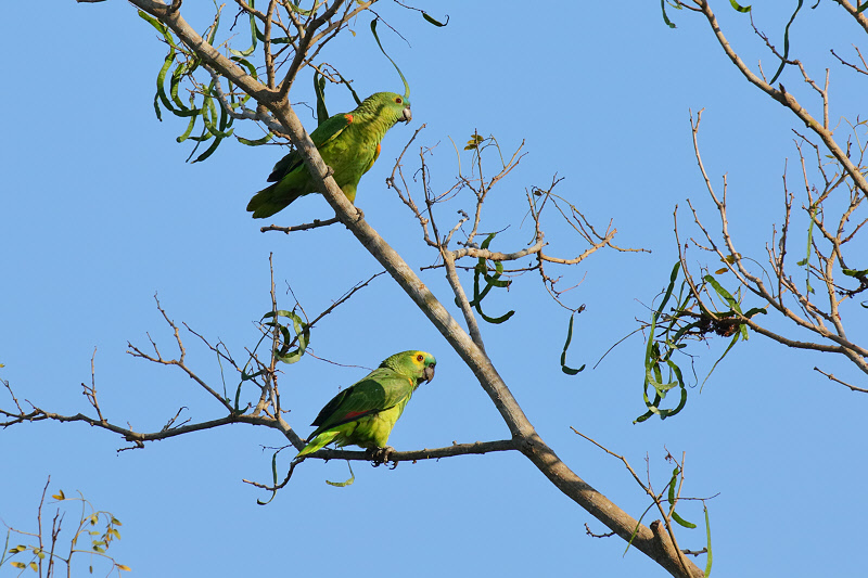 Blue-fronted Parrots (4775)