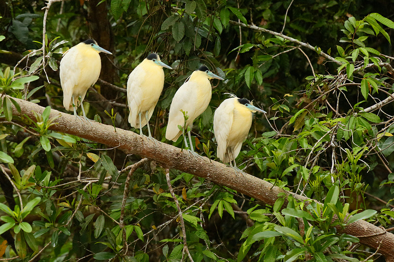 Capped Herons (6256)