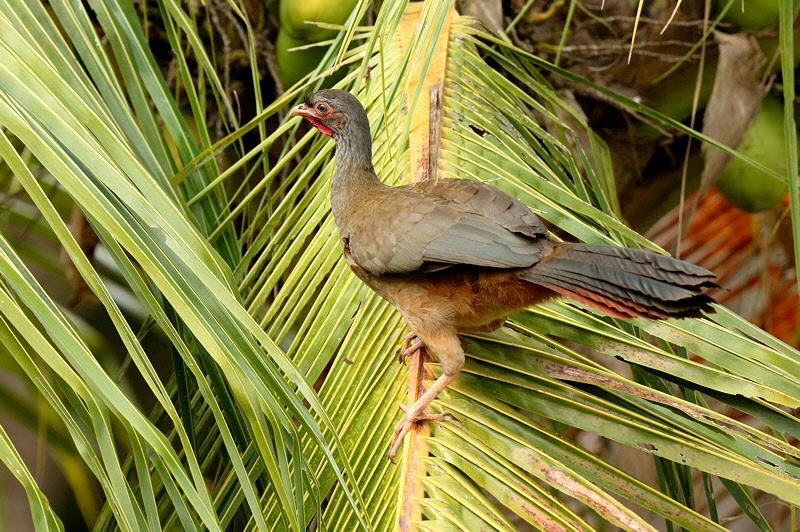 Chaco Chachalaca (6696)