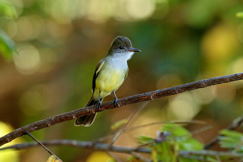 Dusky-capped Flycatcher (7245)