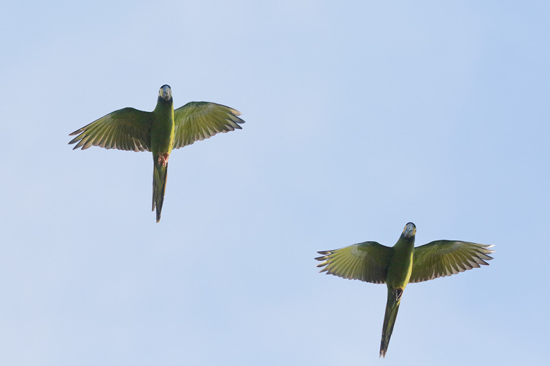 Golden-collared Macaws (2233)