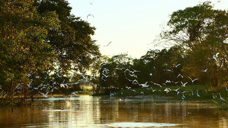 Great Egrets (6996)