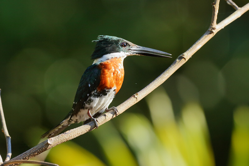 Green Kingfisher (Male) (7285)