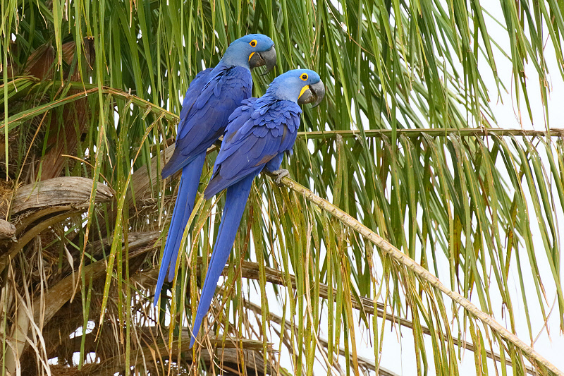 Hyacinth Macaws (6596)