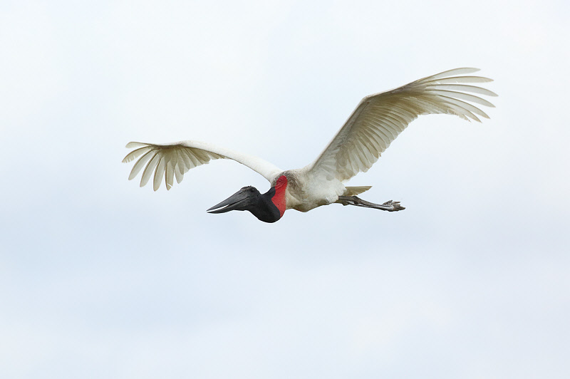 Jabiru Stork (9132)