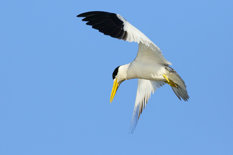 Large-billed Tern (4360)