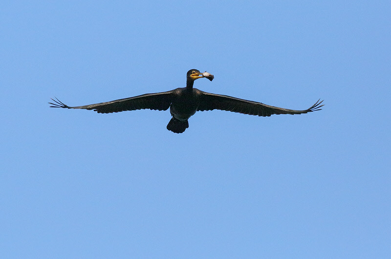 Neotropic Cormorant with fish (0503)