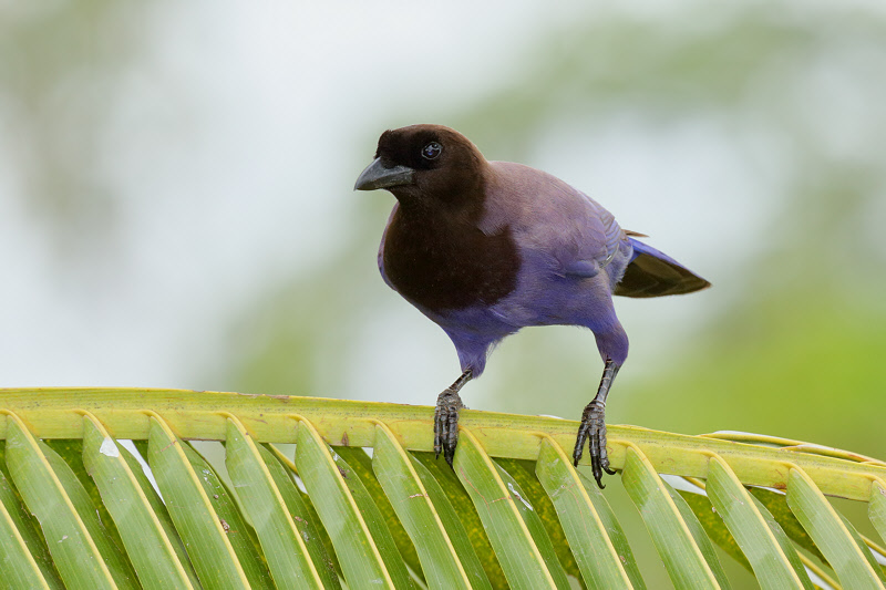 Purplish Jay (6643)