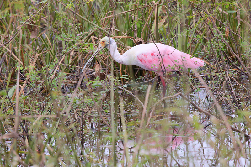 Roseate Spoonbill (8911)