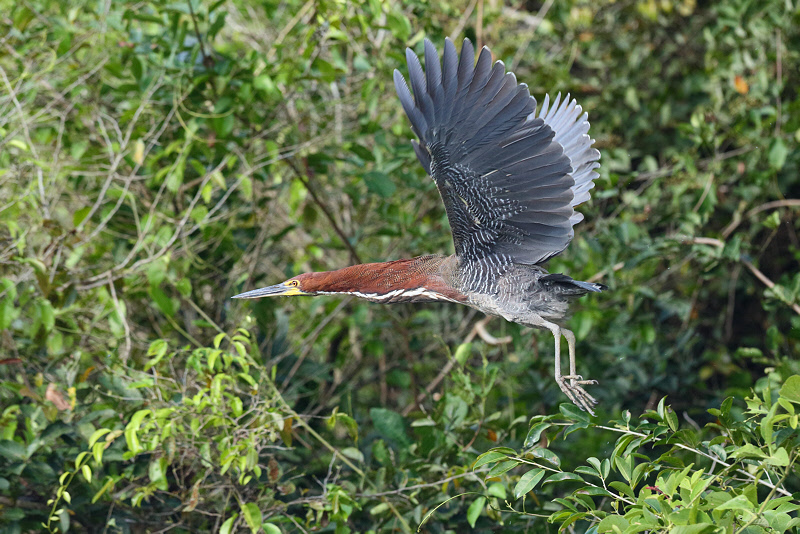 Rufescent Tiger Heron (9296)