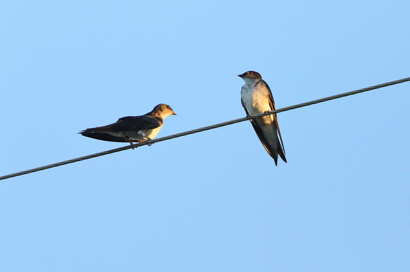Southern Rough-winged Swallow (2769)