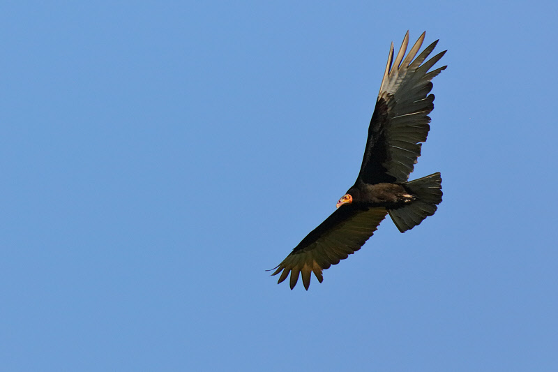 Turkey Vulture (4874)