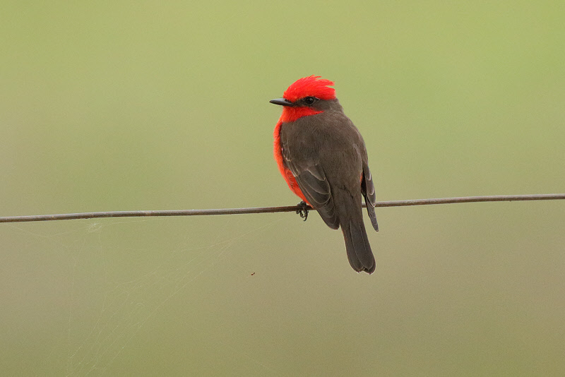 Vermilion Flycatcher (Male) (9102)