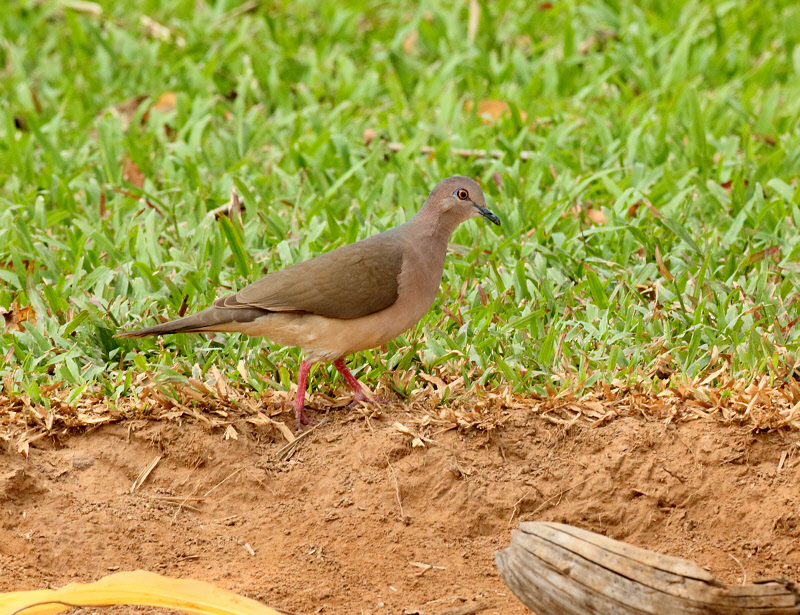 White-tipped Dove (6677)