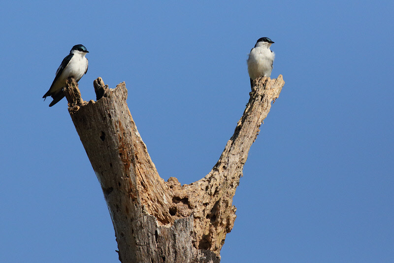 White-winged Swallow (4157)