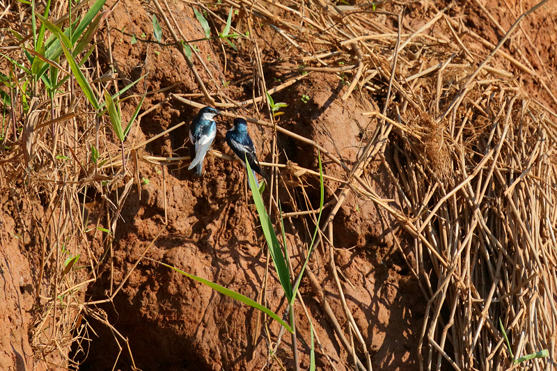 White-winged Swallow (4866)