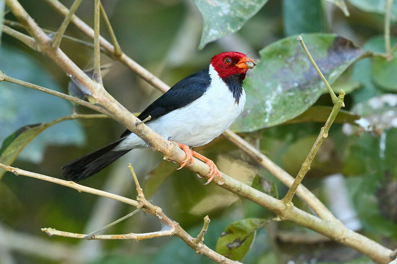 Yellow-billed Cardinal (0574)