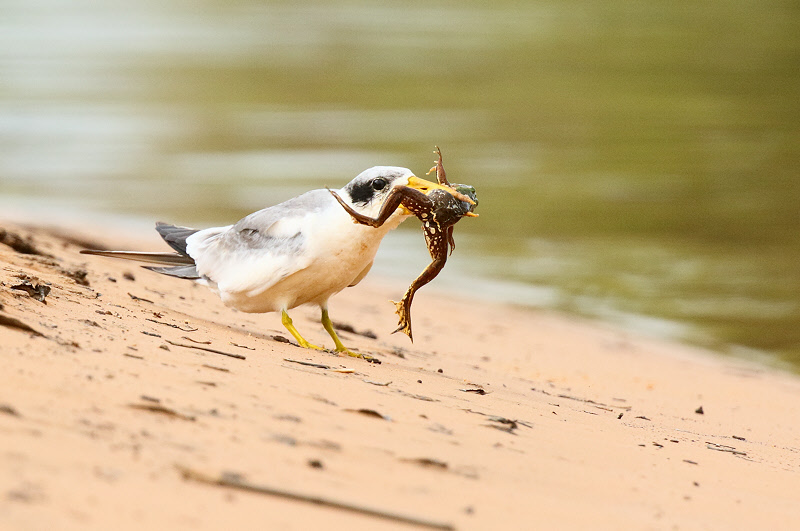Yellow-billed Tern with Frog (5961)
