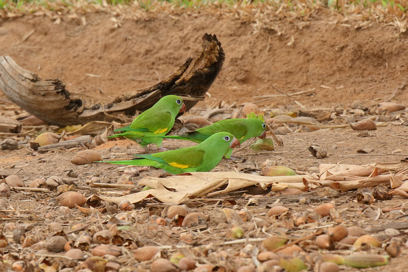 Yellow-chevroned Parakeet (6664)