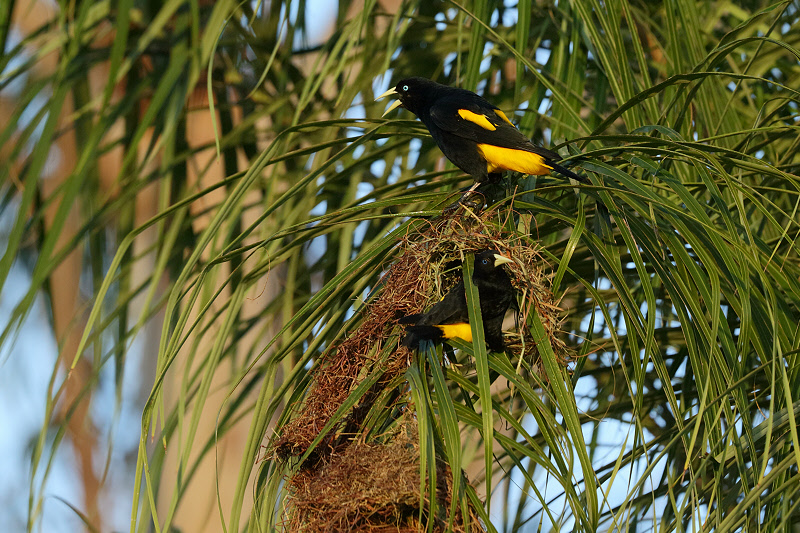 Yellow-rumped Caciques (1860)