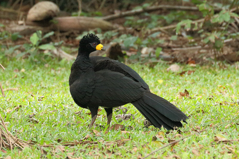 Bare-faced Currasow (8172)