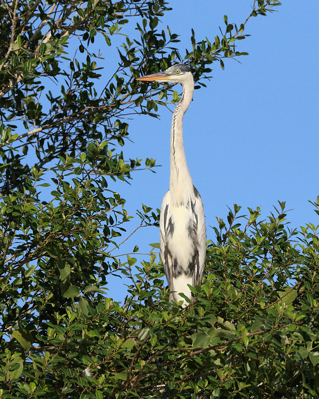 Cocoi Heron (5401)