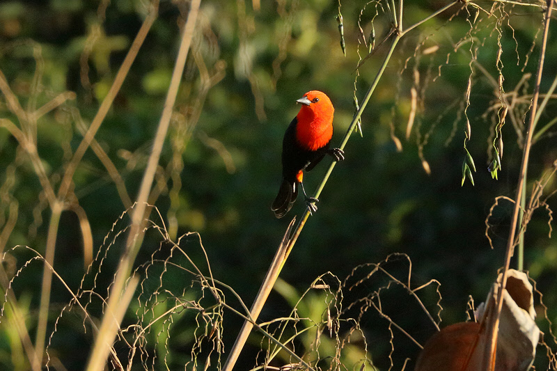 Crimson-headed Blackbird (6555)