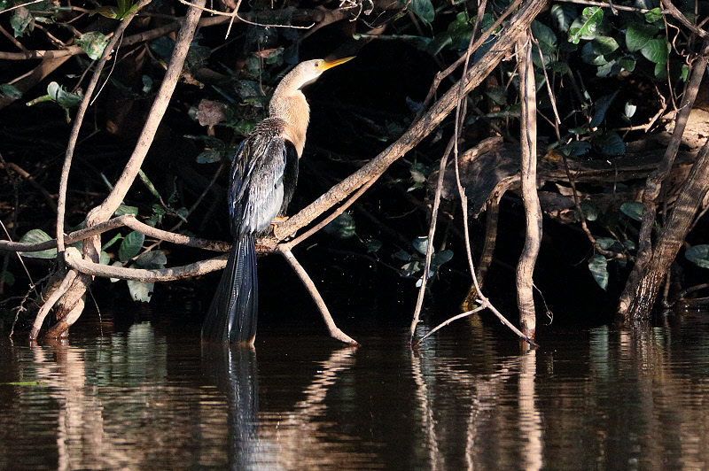 Female Anhinga (5027)