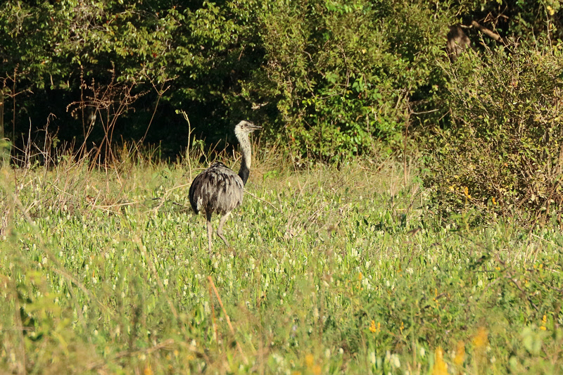 Greater Rhea (8483)