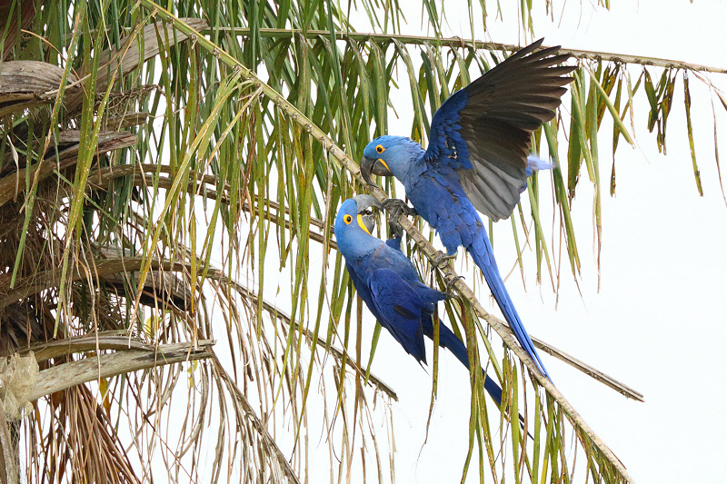 Hyacinth  Macaws (8256)