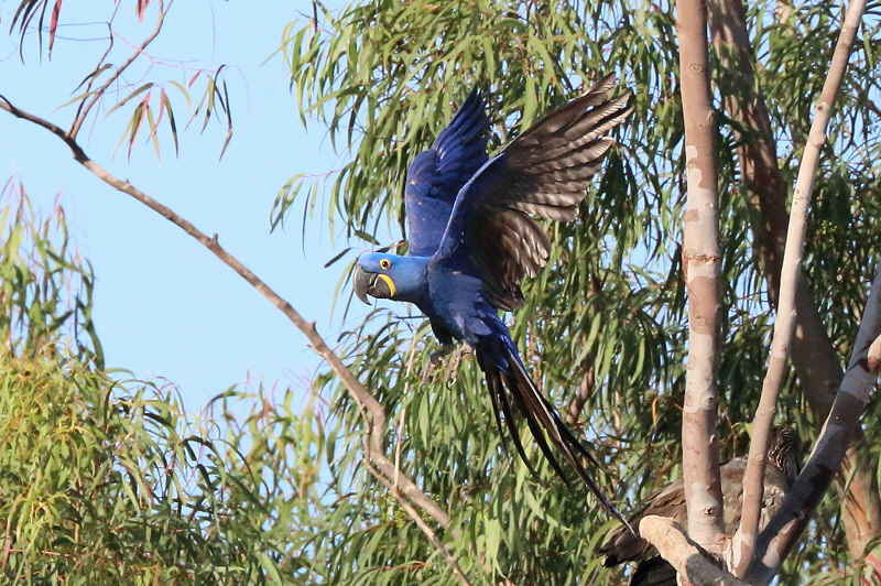 Hyacinth Macaw (5340)