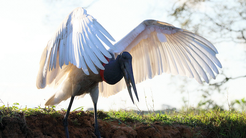 Jabiru Stork (5100)