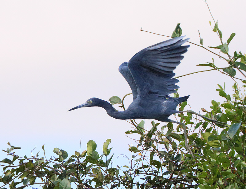 Little Blue Heron (4831)