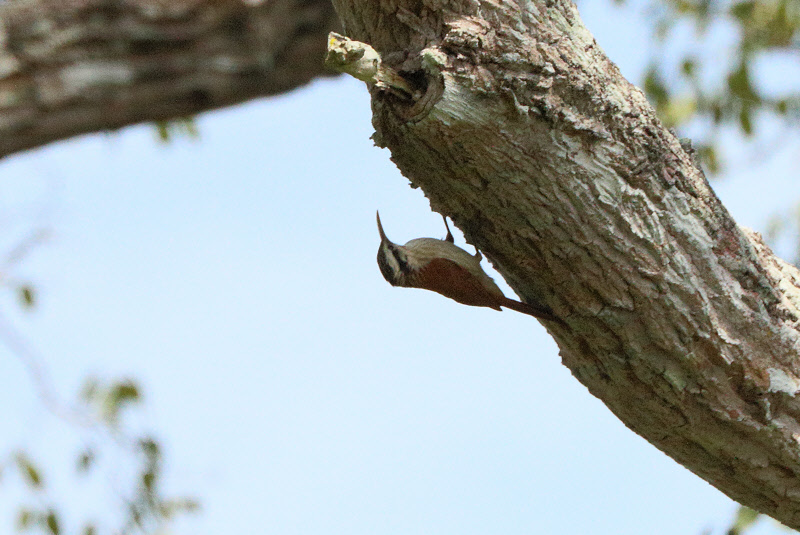 Narrow-billed Woodcreeper (5866)