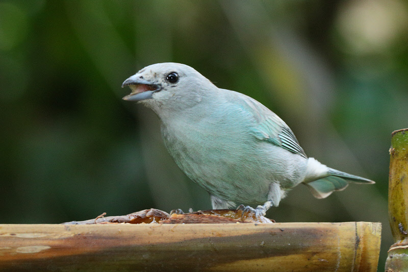 Sayaca Tanager (8982)