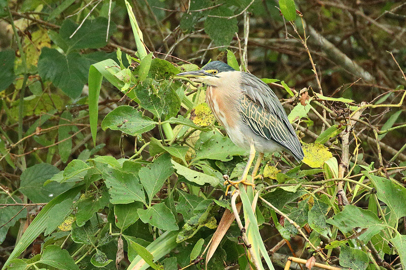 Striated Heron (7665)